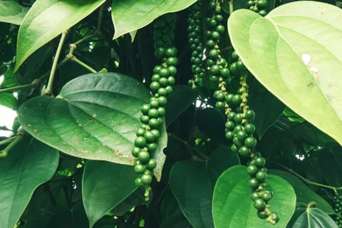 Giá tiêu hôm nay 12/10/2025: một tuần tăng tốt, Bà Rịa - Vũng Tàu thêm 4.000 đồng/kg