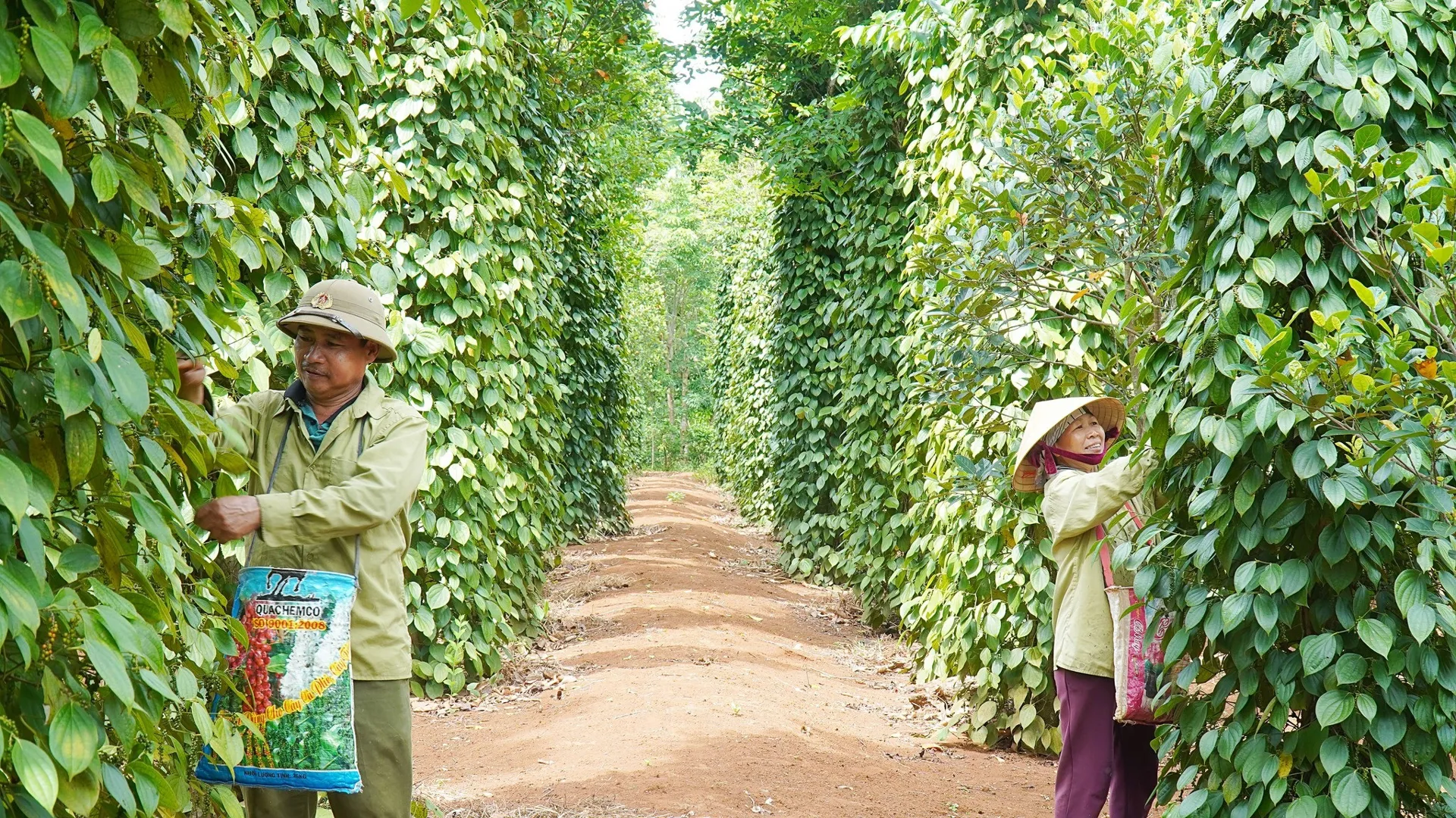 Hình ảnh 1