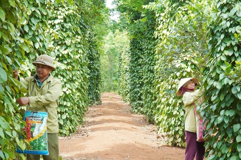 Giá tiêu hôm nay 12/7/2025: diễn biến trái chiều của giá tiêu các nước trong tuần