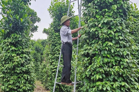 Giá tiêu hôm nay 12/8/2025: giá tiêu Indonesia tiếp tục tăng, trong nước duy trì ở mức cao