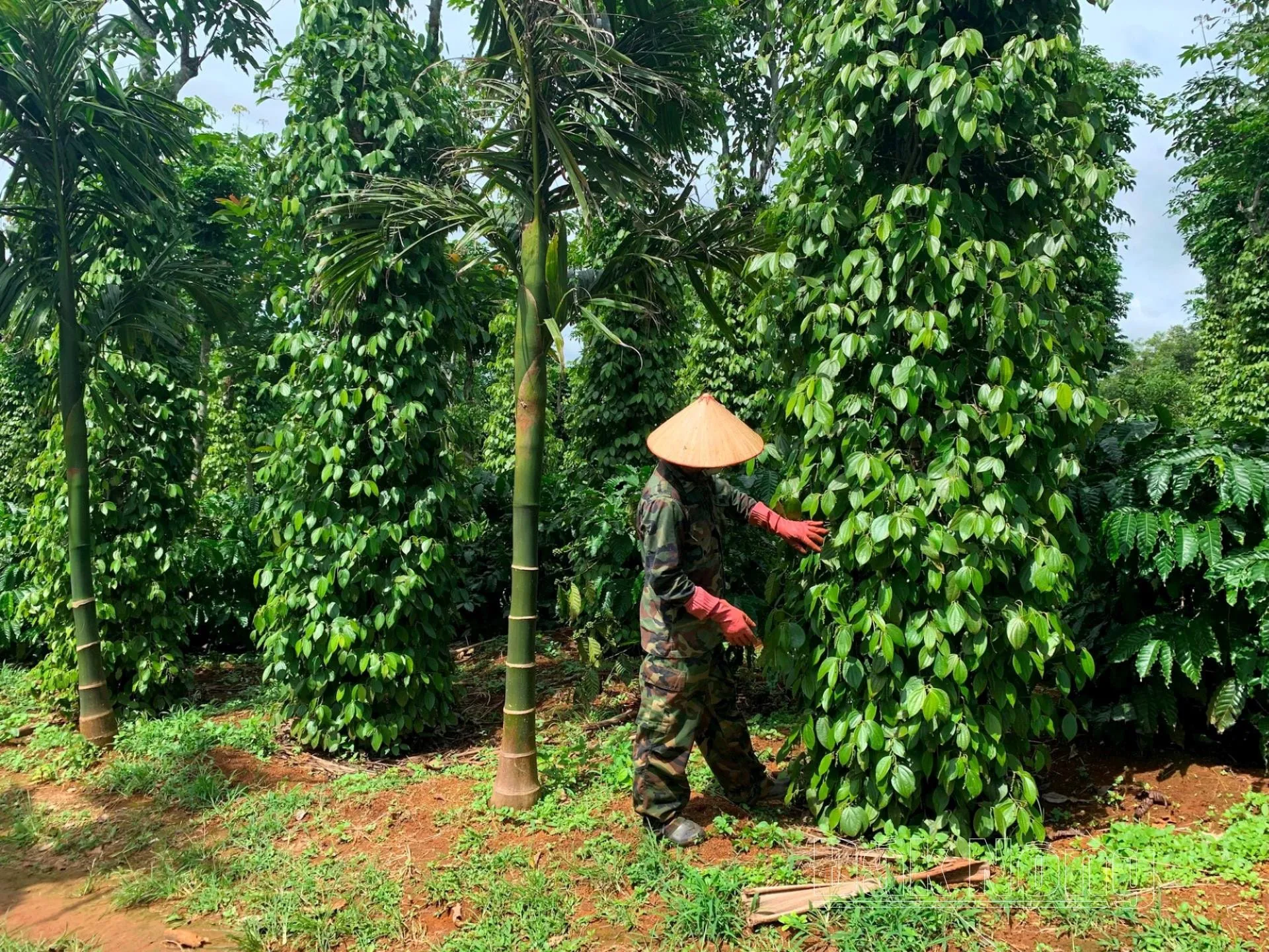 Giá tiêu hôm nay 12/9/2025: đầu cơ tăng mua, nông dân giữ hàng khi nguồn cung thấp