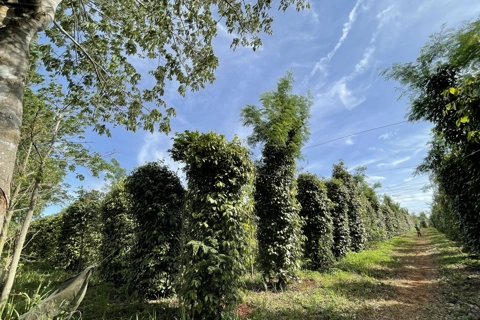 Giá tiêu hôm nay 13/5/2025: Việt Nam thu mua mạnh hồ tiêu Brazil