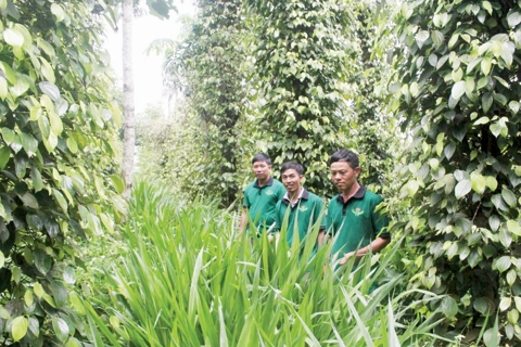 Giá tiêu hôm nay 13/7/2025: chưa có cú hích đủ mạnh kéo giá trong nước đi lên