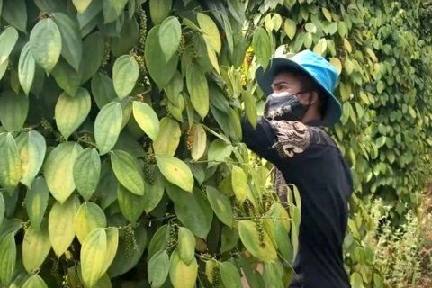 Giá tiêu hôm nay 14/6/2025: mối lo tiếp tục giảm khi Brazil và Indonesia thu hoạch