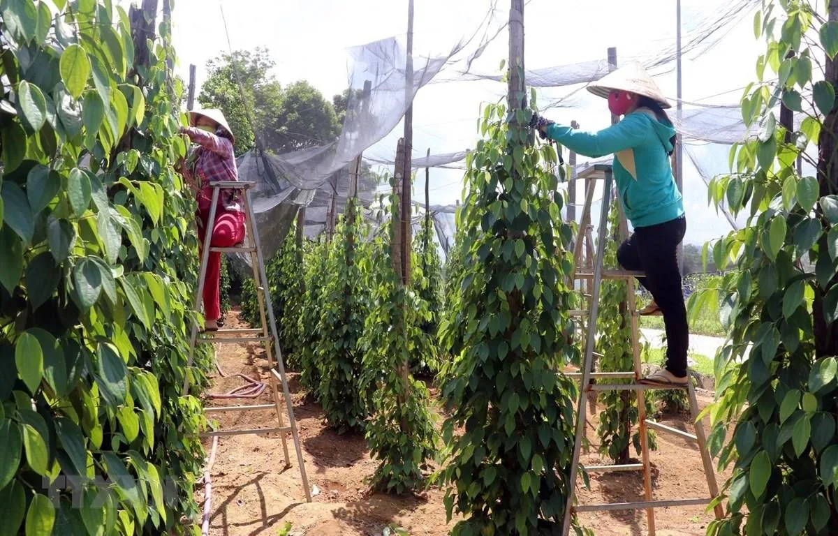 Giá tiêu hôm nay 15/5/2025: chuyên gia nhận định năm nay hồ tiêu mất mùa, lượng giảm nhiều