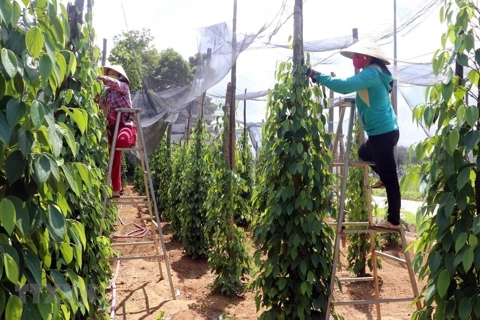 Giá tiêu hôm nay 15/5/2025: chuyên gia nhận định năm nay hồ tiêu mất mùa, lượng giảm nhiều
