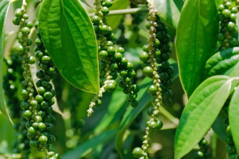 Giá tiêu hôm nay 15/6/2025: lực cầu yếu kéo giá tiêu giảm 5.000 đồng/kg trong tuần
