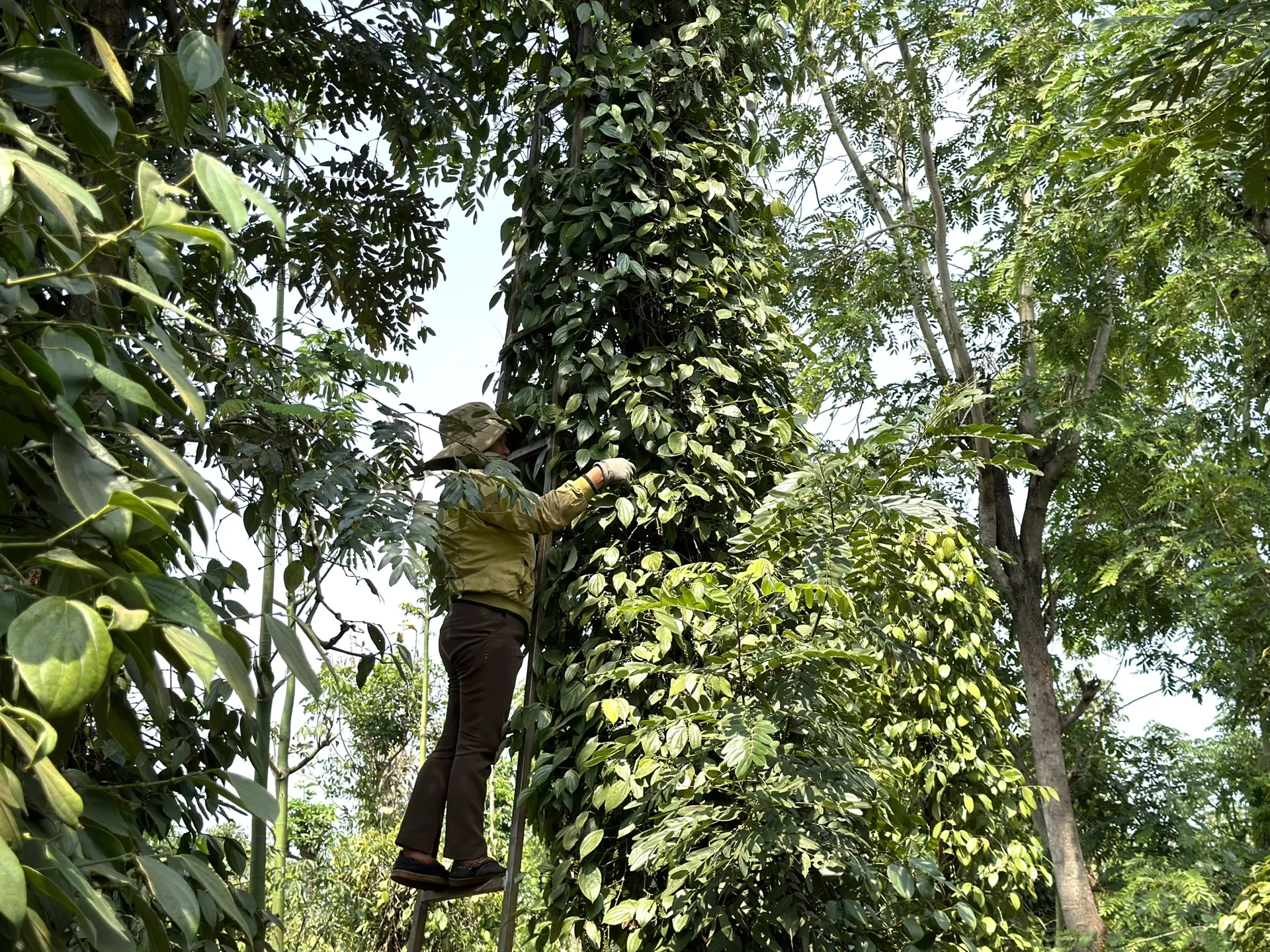 Hình ảnh 1