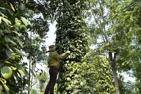 Giá tiêu hôm nay 17/7/2025: giá tiêu toàn cầu giảm tại các quốc gia xuất khẩu hàng đầu