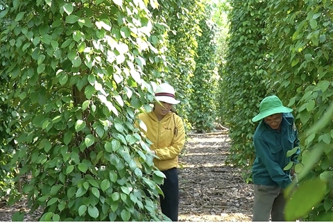 Giá tiêu hôm nay 18/5/2025: giá tiêu thế giới tuần này giảm, trong nước trái chiều