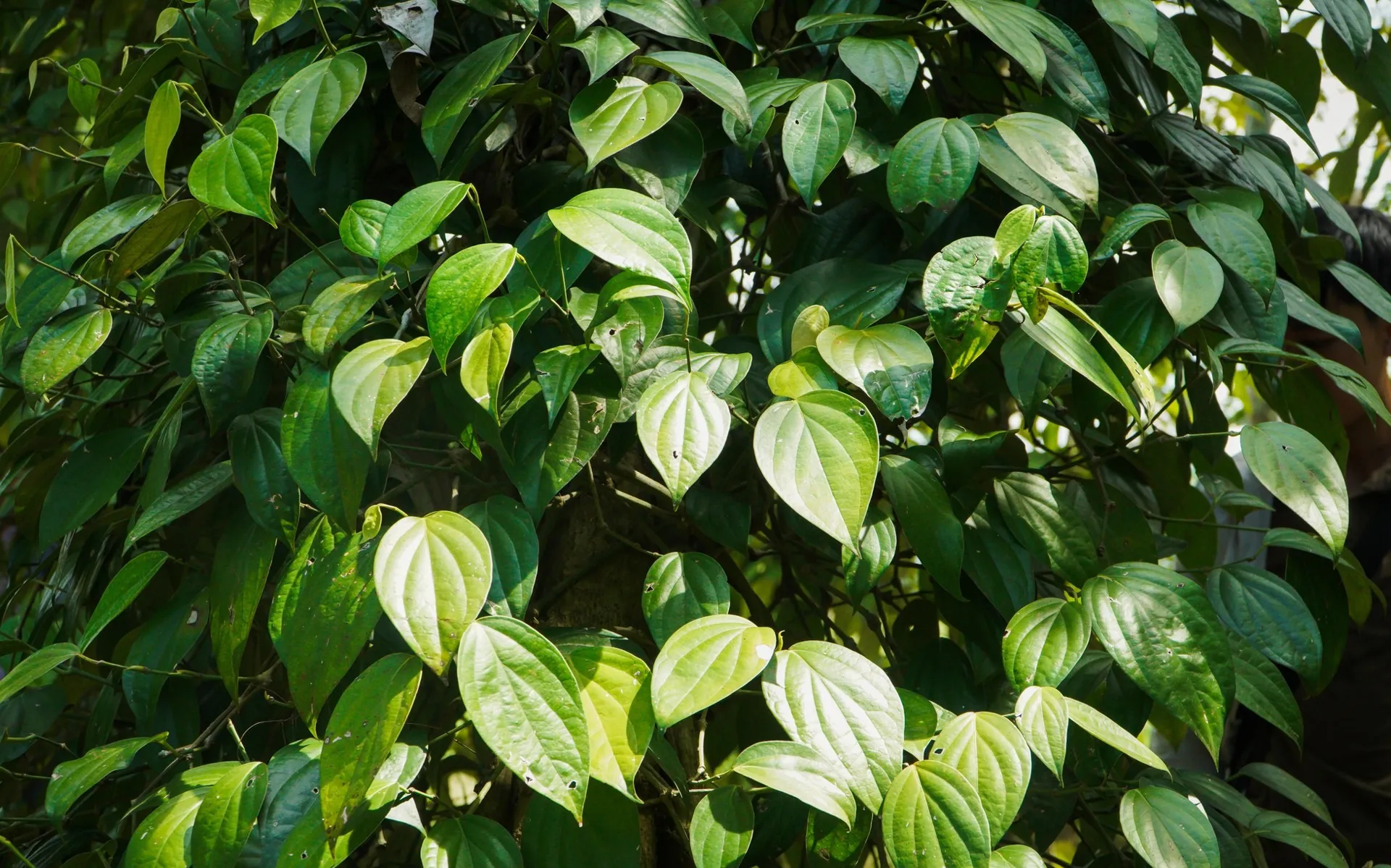 Hình ảnh 1