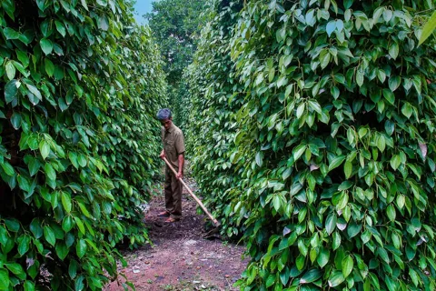 Giá tiêu hôm nay 19/11/2025: thị trường trong nước tăng 2 ngày liên tiếp