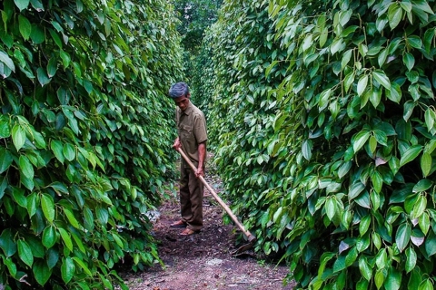 Giá tiêu hôm nay 19/6/2025: khó khăn bủa vây, nông dân thận trọng mở rộng diện tích trồng