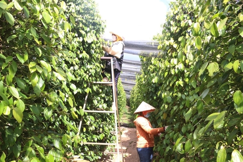 Giá tiêu hôm nay 19/9/2025: xuất khẩu hạt tiêu sang Mỹ giảm, tăng ở Trung Quốc