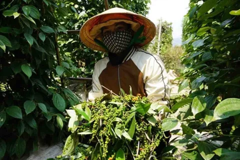 Giá tiêu hôm nay 2/12/2025: bức tranh trái ngược tại các quốc gia Đông Nam Á ngay đầu tháng 12/2025