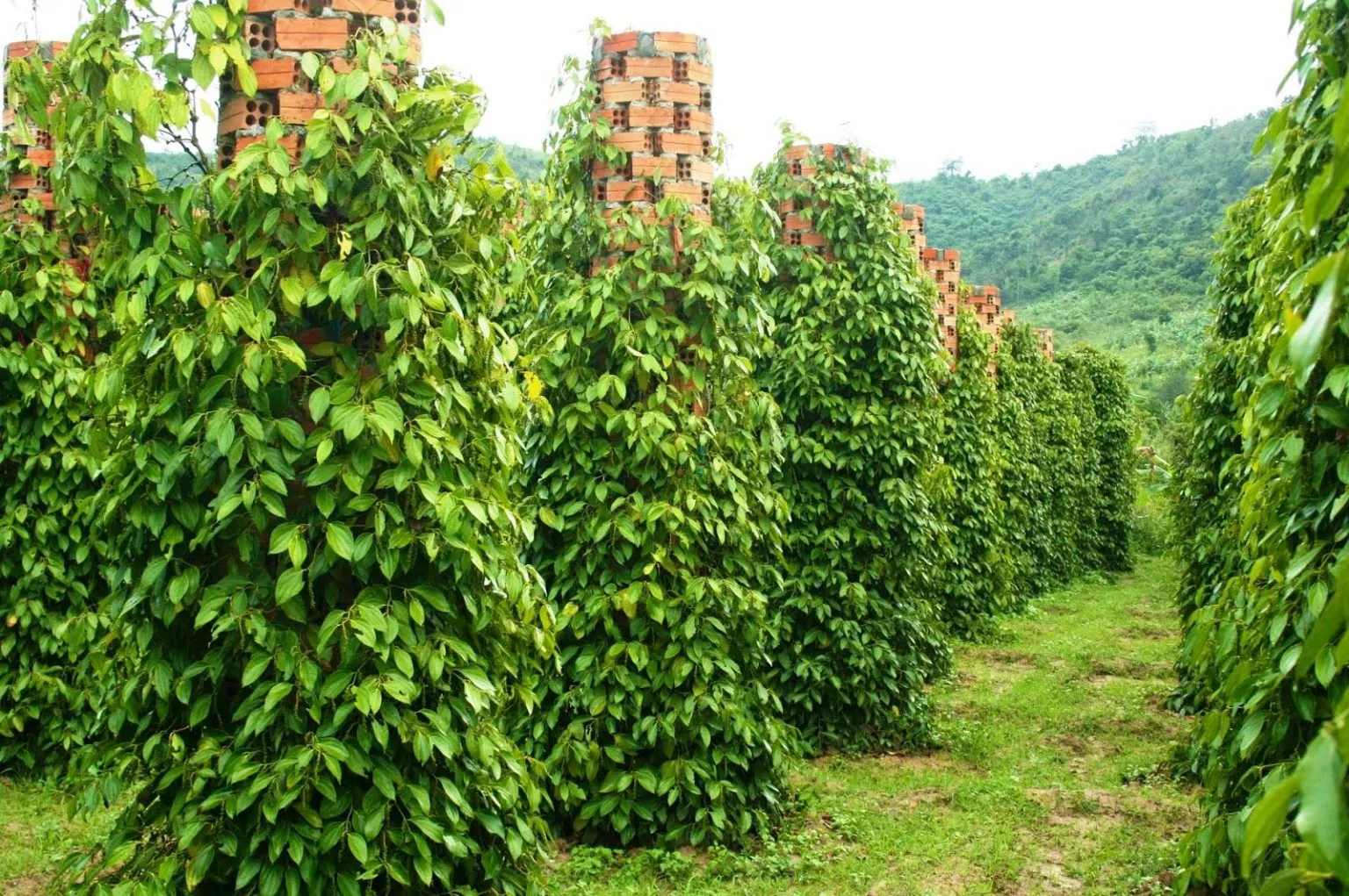 Hình ảnh 1
