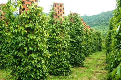 Giá tiêu hôm nay 2/5/2025: nguồn cung hạn chế, thị trường dự báo sôi động sau nghỉ lễ
