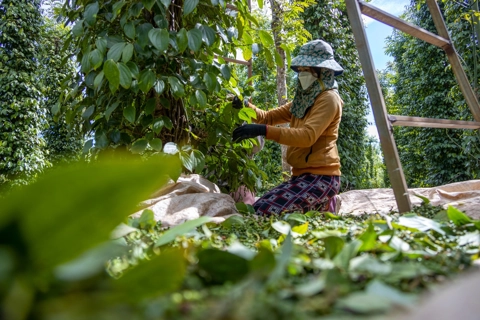 Giá tiêu hôm nay 2/6/2025: giá tiêu các nước trái chiều, trong nước chưa thể sớm phục hồi
