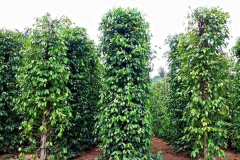 Giá tiêu hôm nay 2/8/2025: chỉ 1 quốc gia có giá tiêu tăng trong tuần