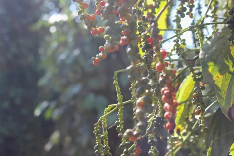 Giá tiêu hôm nay 20/1/2026: Việt Nam tăng cường nhập khẩu hạt tiêu trước vụ thu hoạch