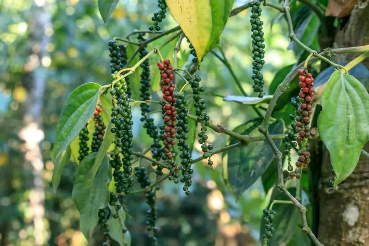Hình ảnh 1