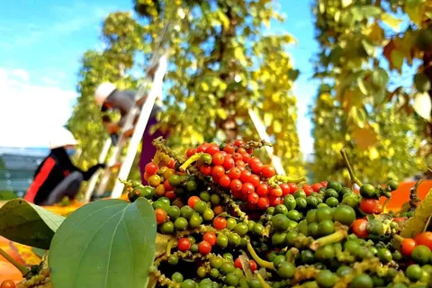 Giá tiêu hôm nay 21/12/2025: trong nước tăng ngày cuối tuần, các nước diễn biến trái chiều