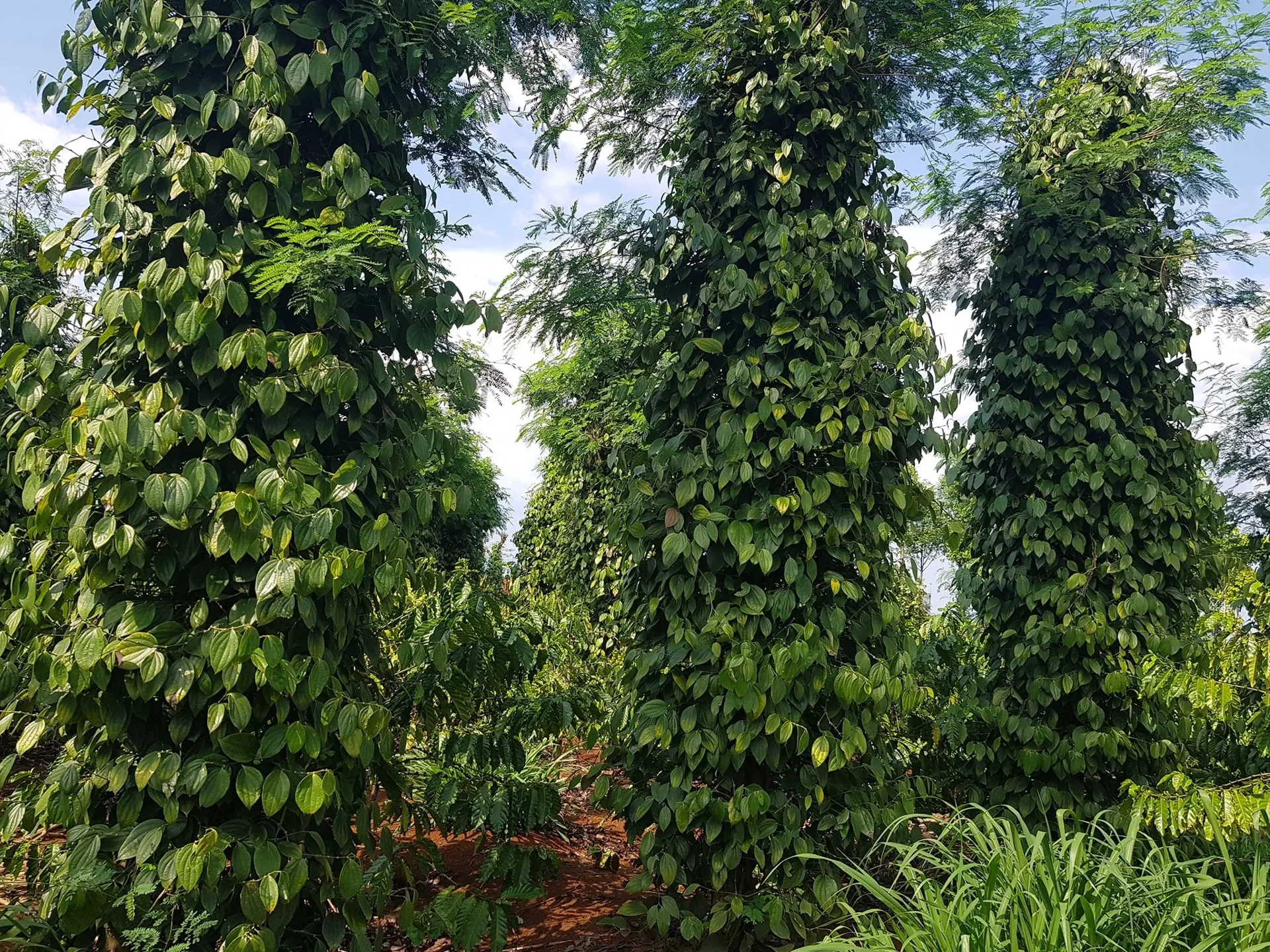 Hình ảnh 1