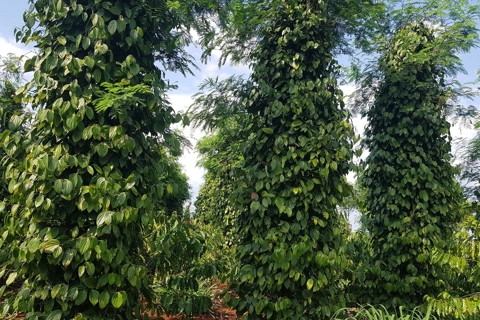 Giá tiêu hôm nay 21/5/2025: Trung Quốc tăng mua qua từng tháng, tín hiệu tích cực cho thị trường