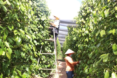 Giá tiêu hôm nay 21/6/2025: trong nước tụt dốc không phanh, giá tiêu các nước thế nào?