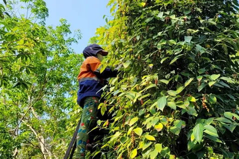 Giá tiêu hôm nay 22/12/2025: xuất khẩu hạt tiêu tiếp tục tăng, hướng tới kỷ lục mới