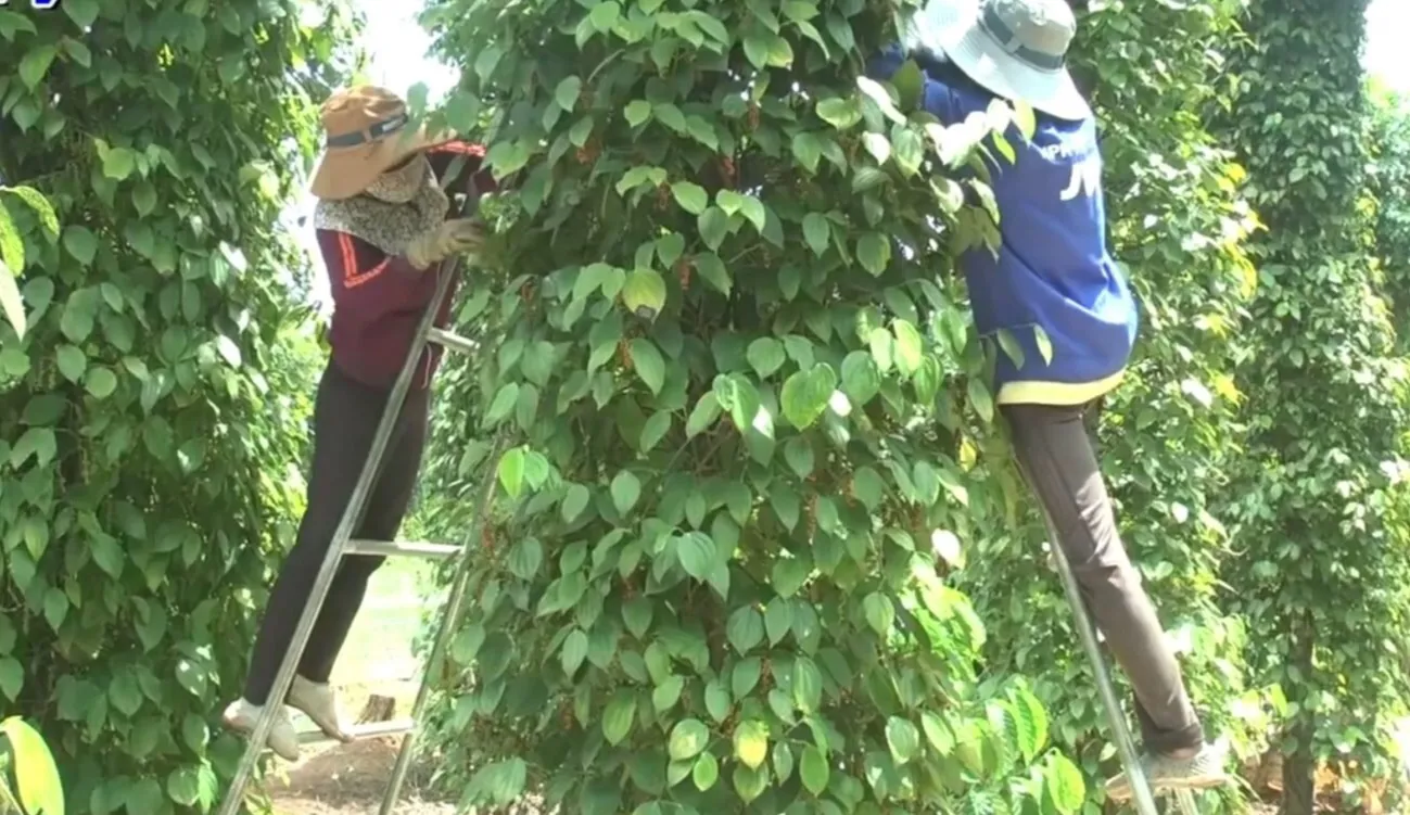 Hình ảnh 1