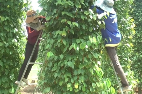 Giá tiêu hôm nay 22/5/2025: biến động ở Đắk Lắk - Đắk Nông, giá tiêu chưa thể bứt phá
