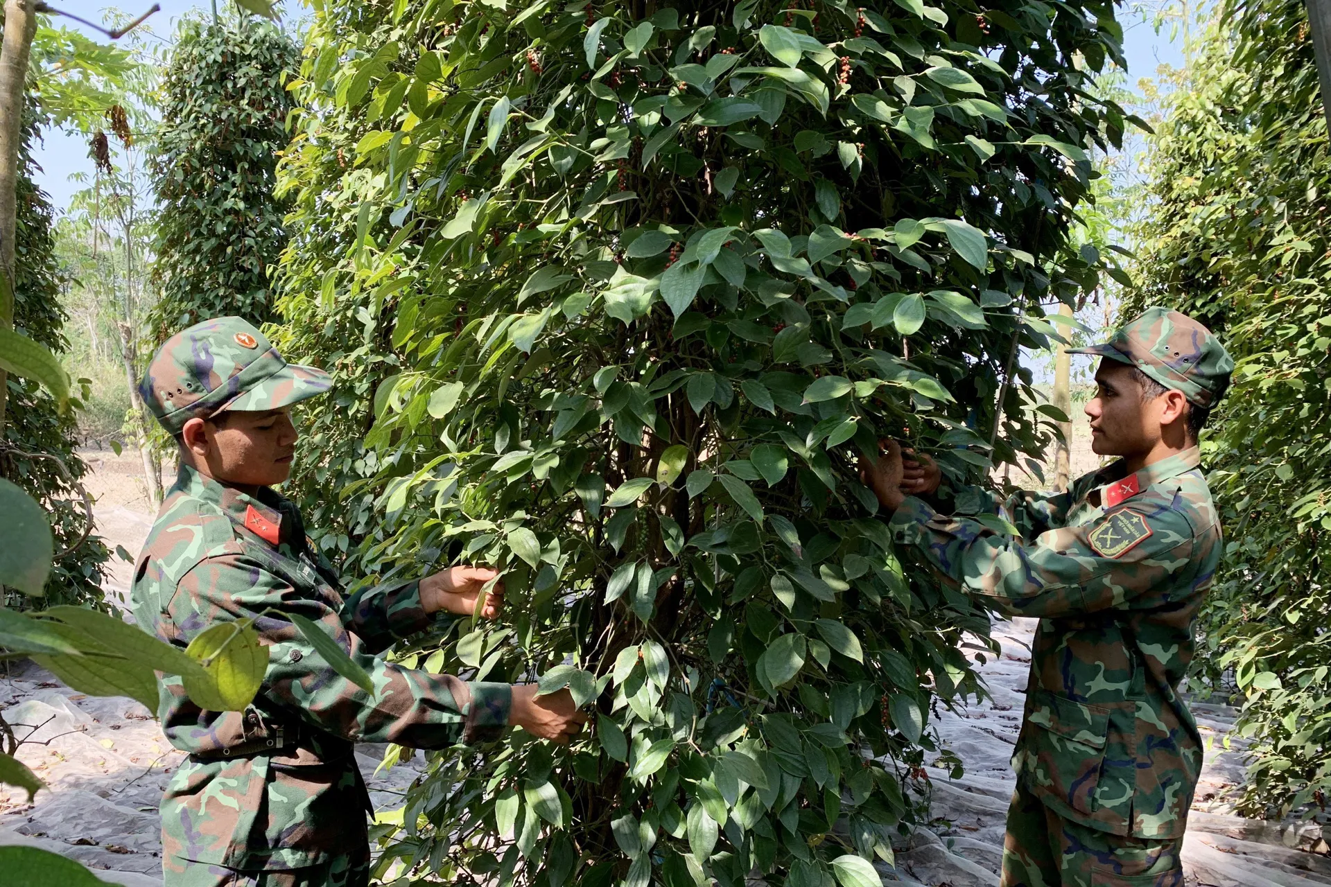Hình ảnh 1