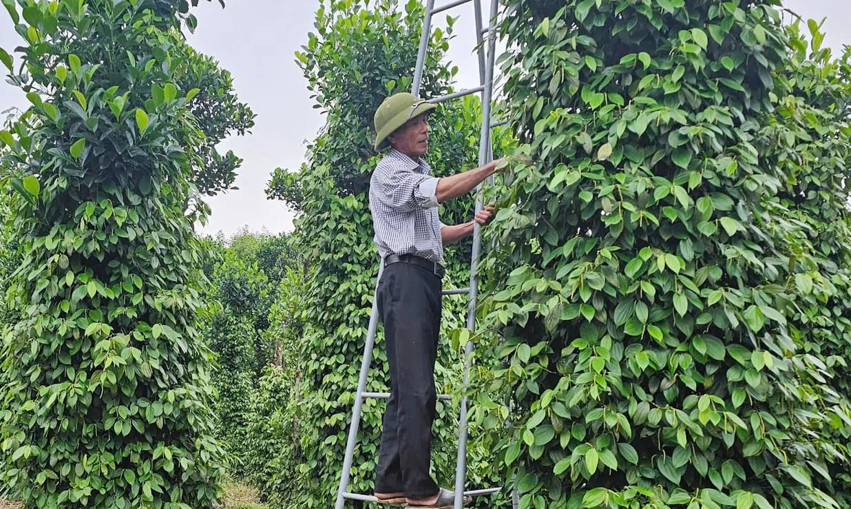 Hình ảnh 1