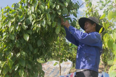 Giá tiêu hôm nay 23/10/2025: dự báo thị trường tăng trở lại vào cuối tháng 10/2025