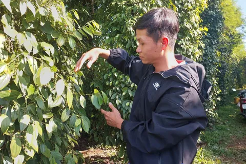 Giá tiêu hôm nay 23/11/2025: tăng 2 ngày liên tiếp, Đắk Lắk cao nhất 148.000 đồng/kg