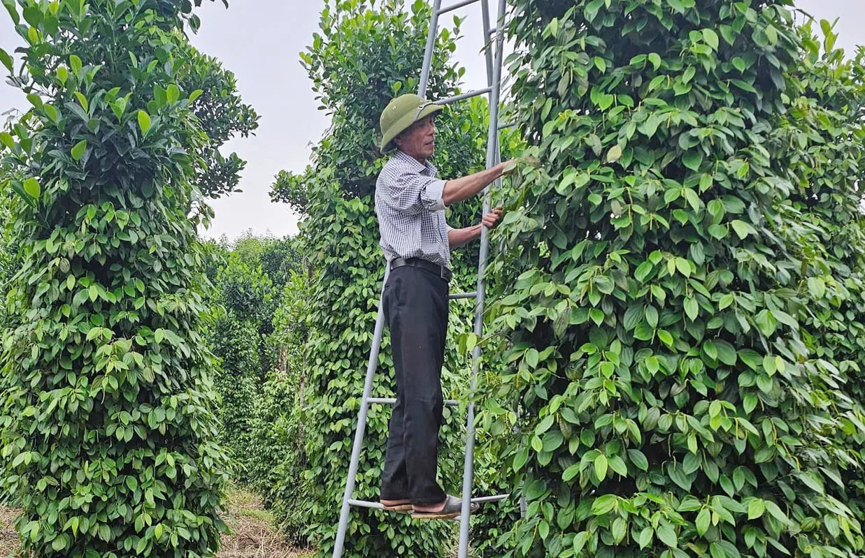 Hình ảnh 1