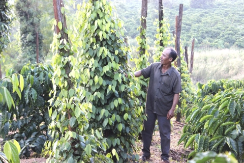 Giá tiêu hôm nay 24/5/2025: tình cảnh trái ngược của giá tiêu Việt Nam và Indonesia
