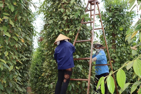 Giá tiêu hôm nay 24/6/2025: Cộng đồng Hồ tiêu Quốc tế nhận định gì về giá tiêu Việt Nam giảm mạnh?