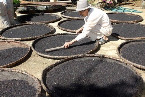 Giá tiêu hôm nay 24/7/2025: tiêu Indonesia tiếp tục tăng, thị trường dè dặt trước 1/8