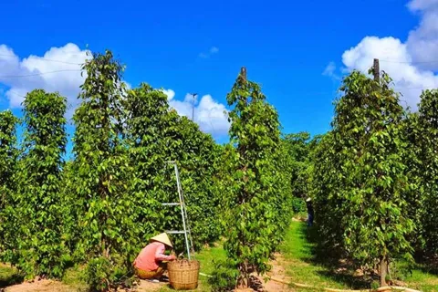 Giá tiêu hôm nay 25/10/2025: đồng loạt giảm, Đắk Lắk - Đắk Nông mất tới 3.000 đồng/kg