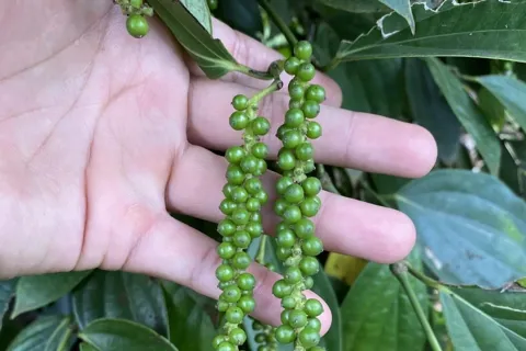 Giá tiêu hôm nay 25/11/2025: đồng loạt tăng mạnh do ảnh hưởng tiêu cực của mưa lũ