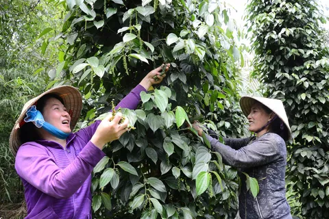 Giá tiêu hôm nay 25/12/2025: đồng loạt tăng, giá tiêu trong nước lấy lại mốc 150.000 đồng/kg