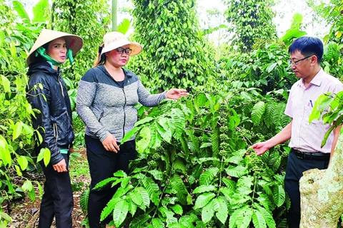 Giá tiêu hôm nay 25/7/2025: thị trường Mỹ dự kiến tăng mạnh đơn hàng những tháng cuối năm