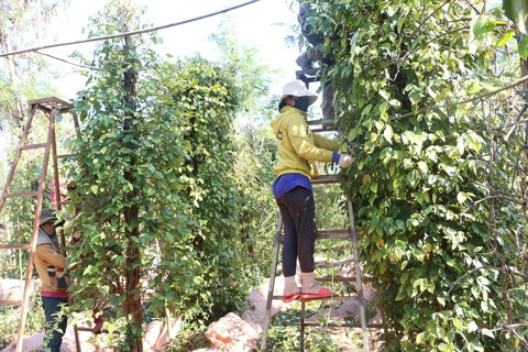 Giá tiêu hôm nay 25/8/2025: nhận định thị trường tuần này, đà tăng vẫn còn?