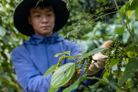 Giá tiêu hôm nay 26/9/2025: trong nước ổn định, giá tiêu Indonesia tiếp tục giảm