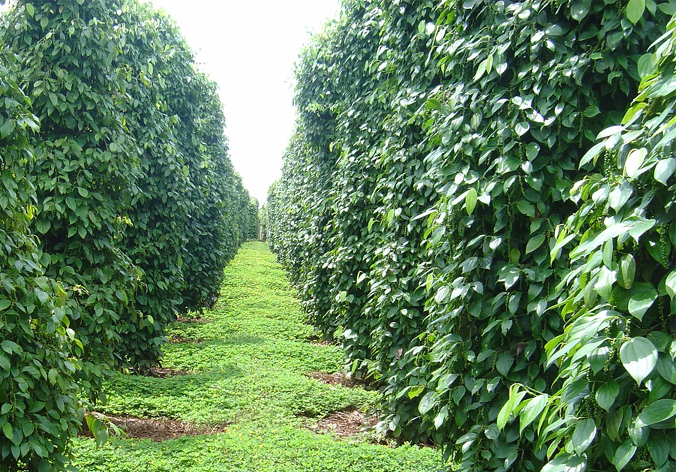 Hình ảnh 1