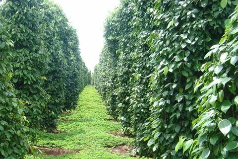 Giá tiêu hôm nay 27/10/2025: kỳ vọng đồng USD giảm hỗ trợ giá tiêu hồi phục