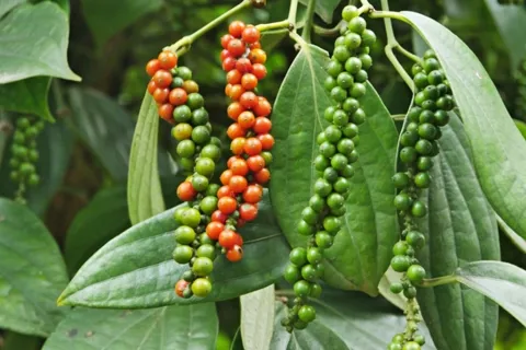 Giá tiêu hôm nay 27/12/2025: giá tiêu 1 quốc gia tăng cao dịp Giáng sinh
