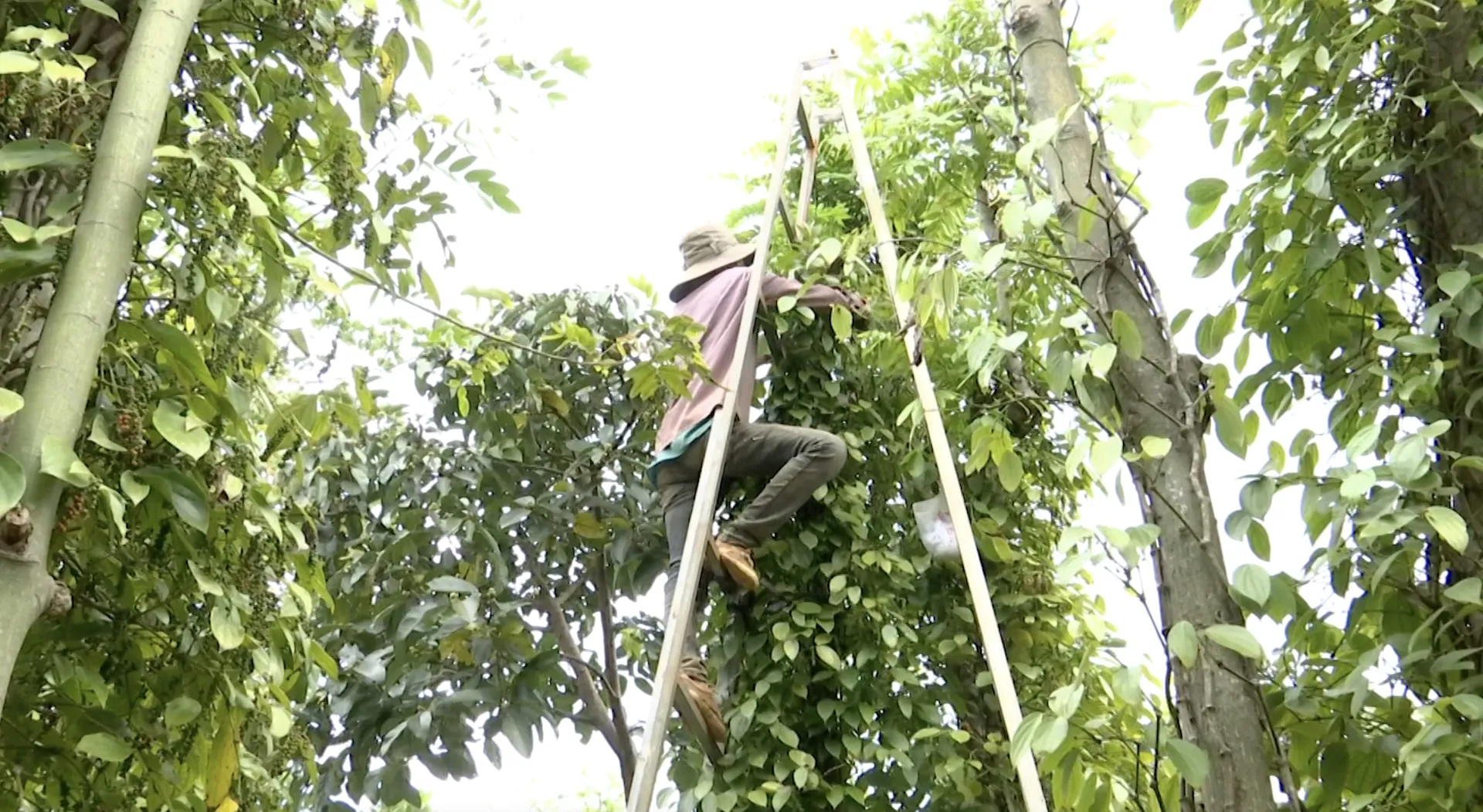 Hình ảnh 1